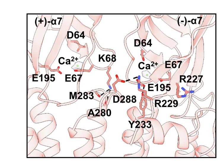 Open access visualization of Protein Structure, Chemical Structure, ECD-TMD Interface, Subunits, Electrostatic Interactions