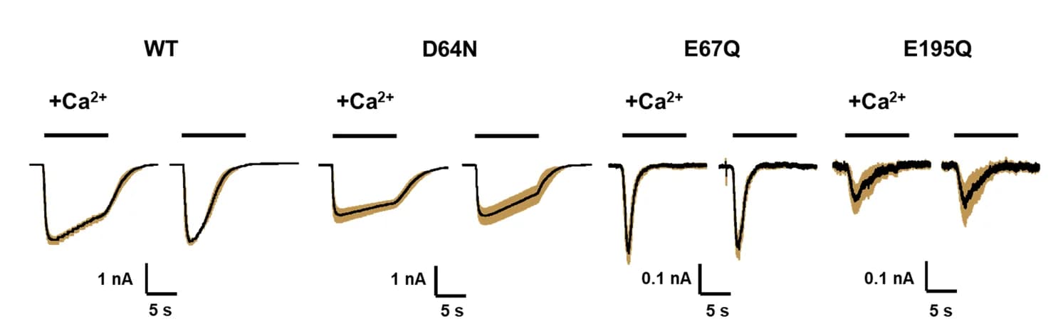 Open access visualization of Line Plot, Error Bars, alpha7 nAChR, Mutants, HEK293T Cells
