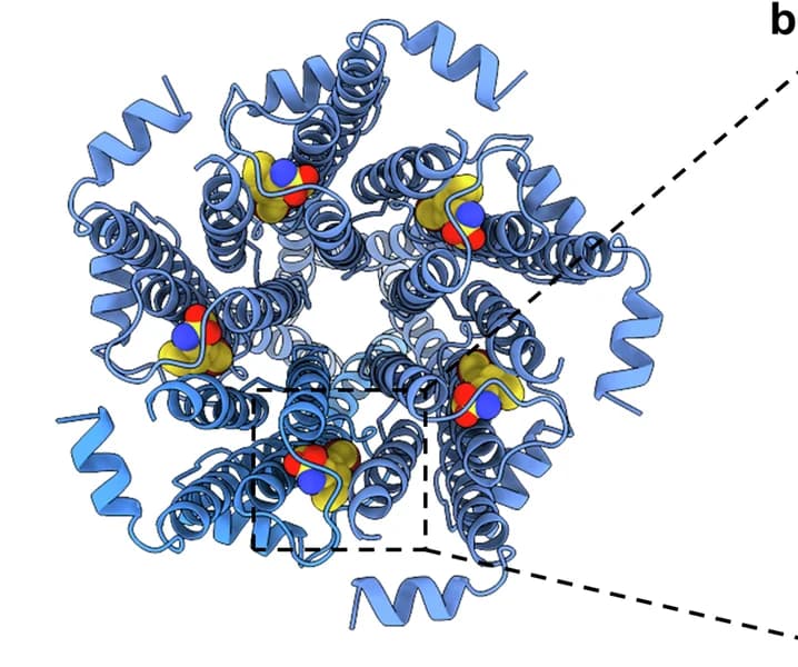 Open access visualization of Protein Structure, Atomic Model, Binding Sites, GAT, GAT-desensitized structure