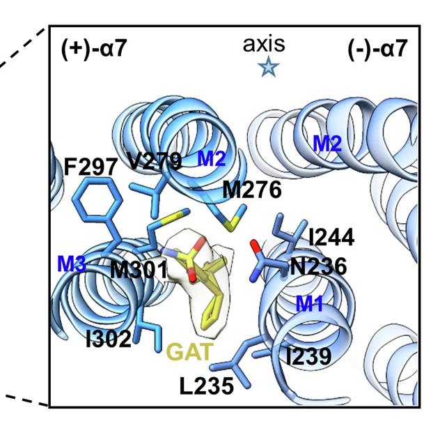 Open access visualization of Protein Structure, Chemical Structure, Molecular Details, GAT-binding interface, Extracellular Space