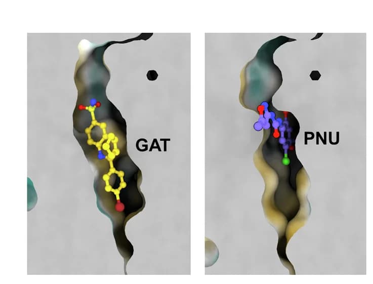 Open access visualization of Chemical Structure, Allosteric Binding Pockets, GAT, PNU