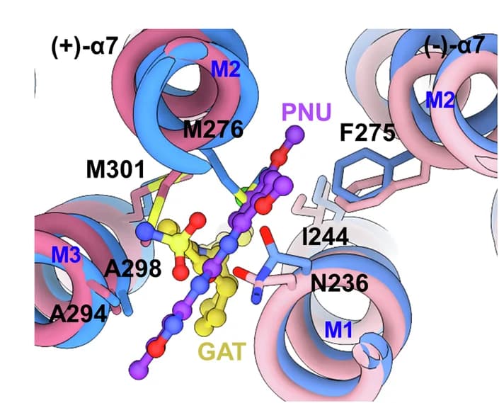 Open access visualization of Protein Structure, Chemical Structure, Binding Sites, GAT, PNU