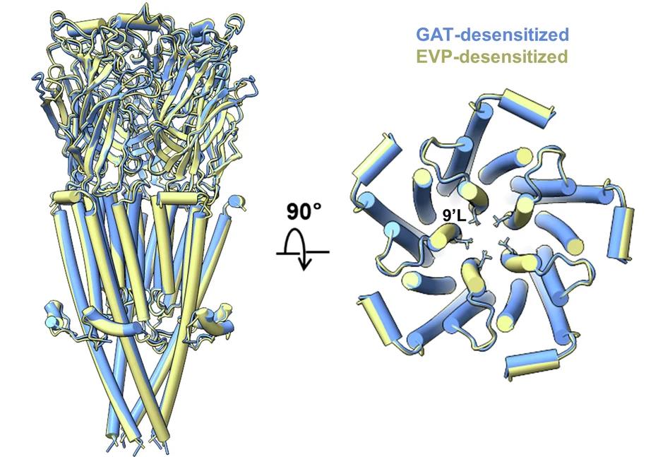 Open access visualization of Protein Structure, 3D Plot, Chemical Structure, GAT-Desensitized Structure, 7/EVP Structure