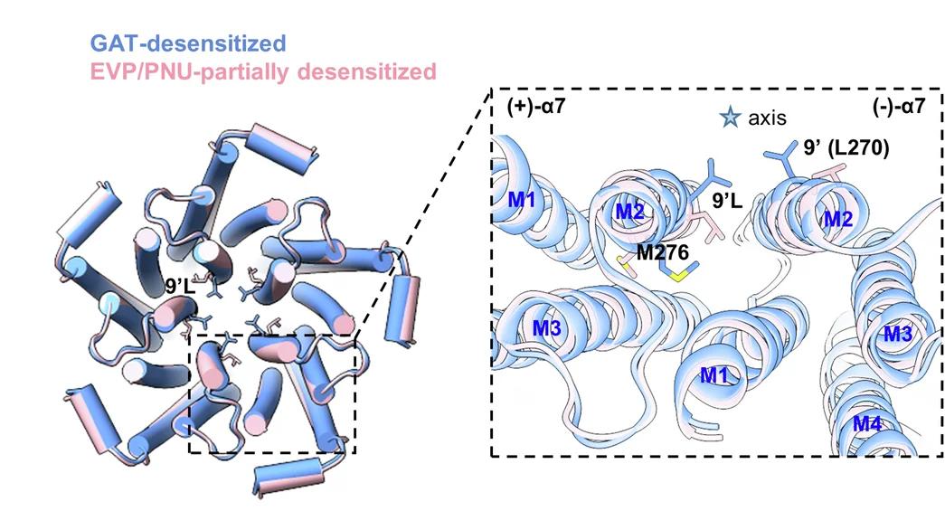 Open access visualization of Protein Structure, 3D Plot, TMDs, GAT-Desensitized Structure, 7/EVP/PNU Structure