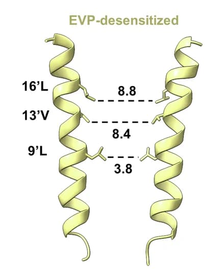 Open access visualization of Protein Structure, M2 Helices, Pore Diameters, 7/EVP Structure