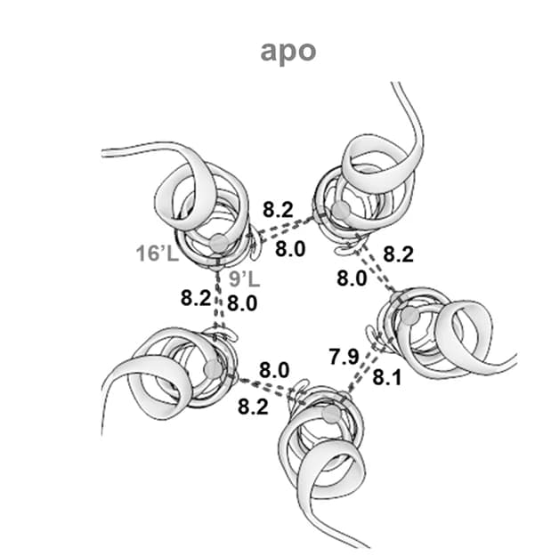 Open access visualization of Protein Structure, Chemical Structure, M2 Helices, Extracellular Space, Apo-α7