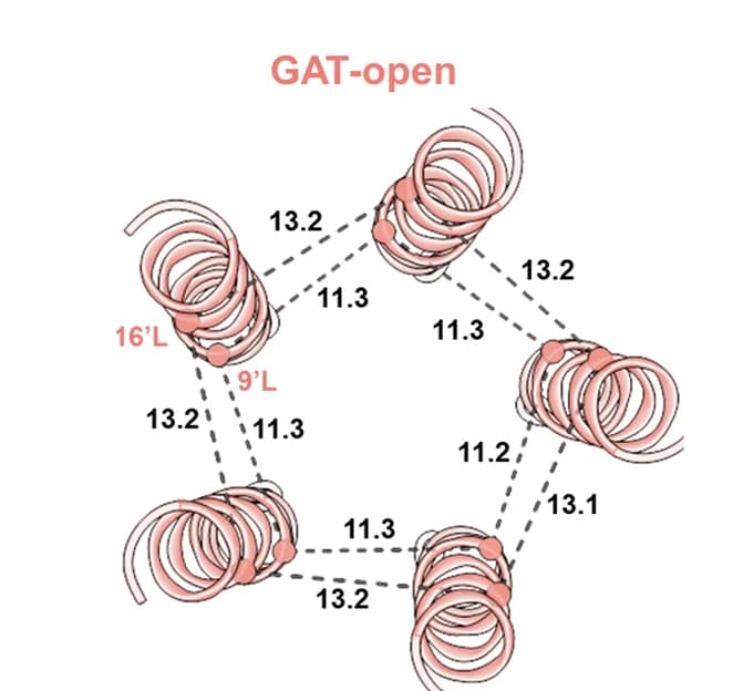 Open access visualization of Protein Structure, M2 Helices, Extracellular Space, GAT-open-state