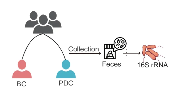 Open access visualization of Workflow, Flowchart, Illustration, Fecal Samples, 16S rRNA Gene