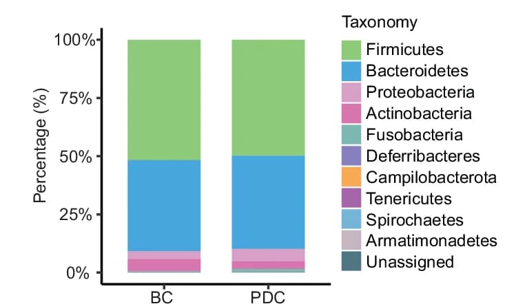 Open access visualization of Stacked Bar Plot, Gut Microbiota, BC Group, PDC Group, Phylum Level