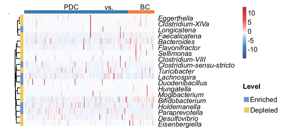 Open access visualization of Heatmap, Clustered, Gut Microbiota, BC Group, PDC Group