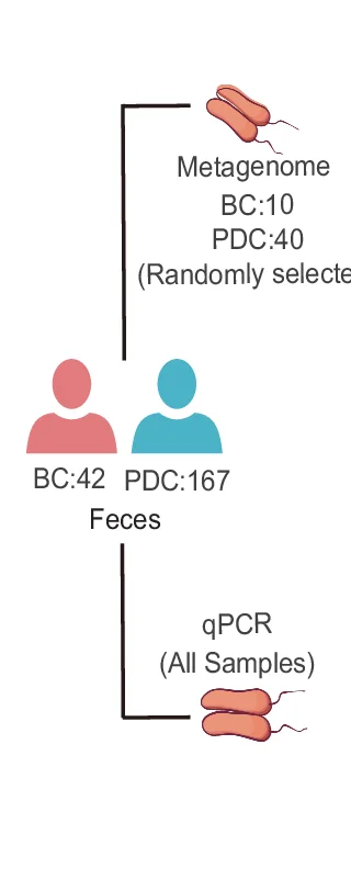 Open access visualization of Workflow, Flowchart, Macrogenome Sequencing, qPCR, Fecal Samples