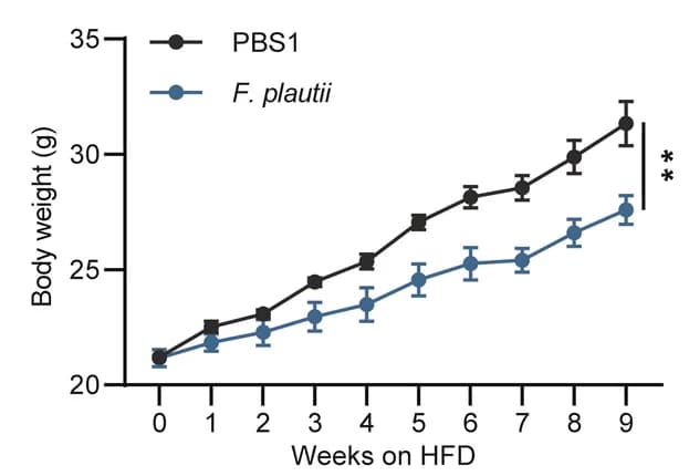Open access visualization of Line Plot, Error Bars, Body Weight, F. Plautii, Supplementation