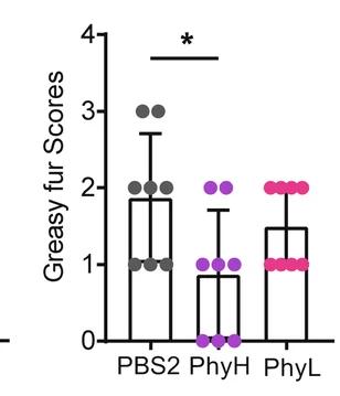 Open access visualization of Scatter Plot, Greasy Fur Scores, PBS2 Group, PhyH Group, PhyL Group