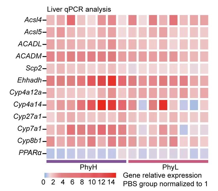 Open access visualization of Heatmap, Hepatic PPARalpha, Gene Expression, mRNA Expression, PBS2 Group