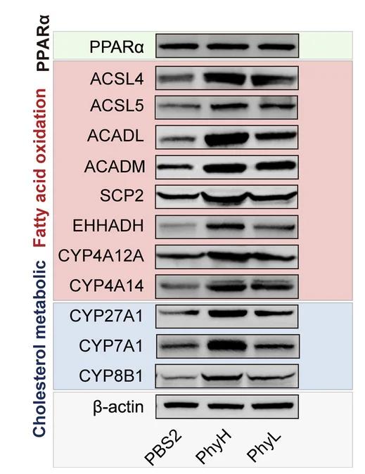Open access visualization of Gel, Immunoblot Analysis, Hepatic PPARalpha, Downstream Proteins, PBS2 Group