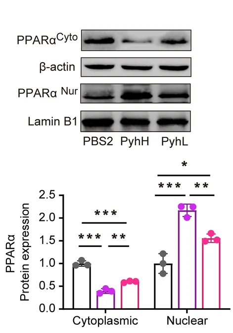 Open access visualization of Bar Plot, Photo, Gel, Immunoblot Analysis, Densitometry Analysis