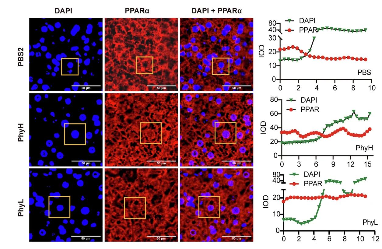 Open access visualization of Microscopy, Line Plot, Immunofluorescence Analysis, Densitometry Analysis, DAPI