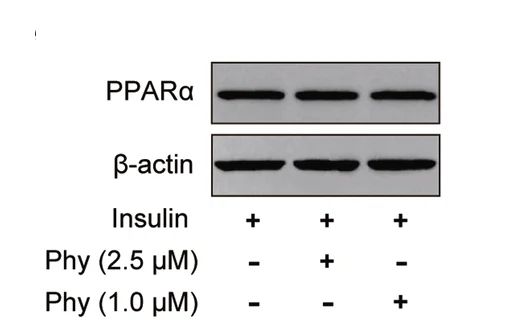 Open access visualization of Gel, Immunoblot, PPAR, Insulin-induced HepG2 Cells, Phytosphingosine