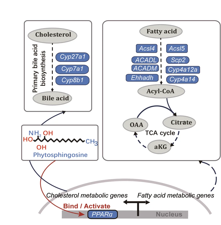 Open access visualization of Workflow, Flowchart, Illustration, Schematic Representation, Phytosphingosine