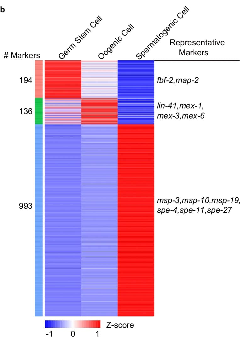 Open access visualization of Heatmap, Marker Genes, Oogenic Cell, Adult Worm, Gonad Arm