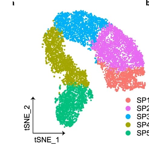 Open access visualization of Scatter Plot, UMAP, PCA, Spermatogenic Cell, t-SNE