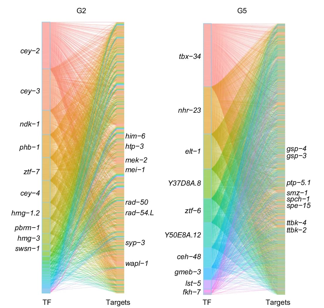 Open access visualization of Sankey, Sankey Diagram, Transcription Factors, Genes, Targets