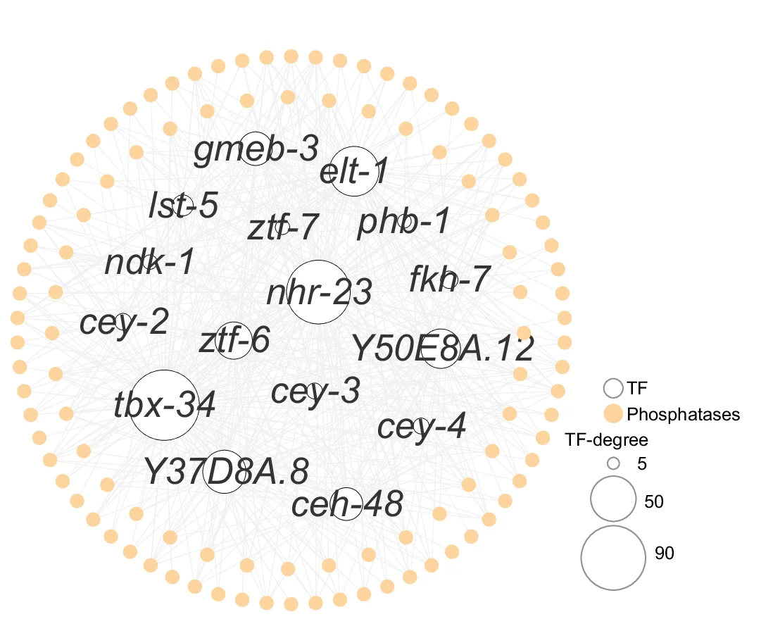 Open access visualization of Network, Pathway, Transcriptional Regulatory Network, Phosphatases, Transcription Factors