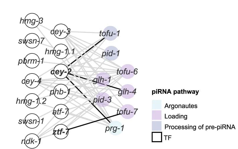 Open access visualization of Network, Pathway, Small RNA Pathways, piRNA Pathway, 22G Pathway