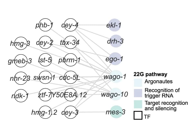 Open access visualization of Pathway, Small RNA Pathways, piRNA Pathway, 22G Pathway, miRNA Pathway