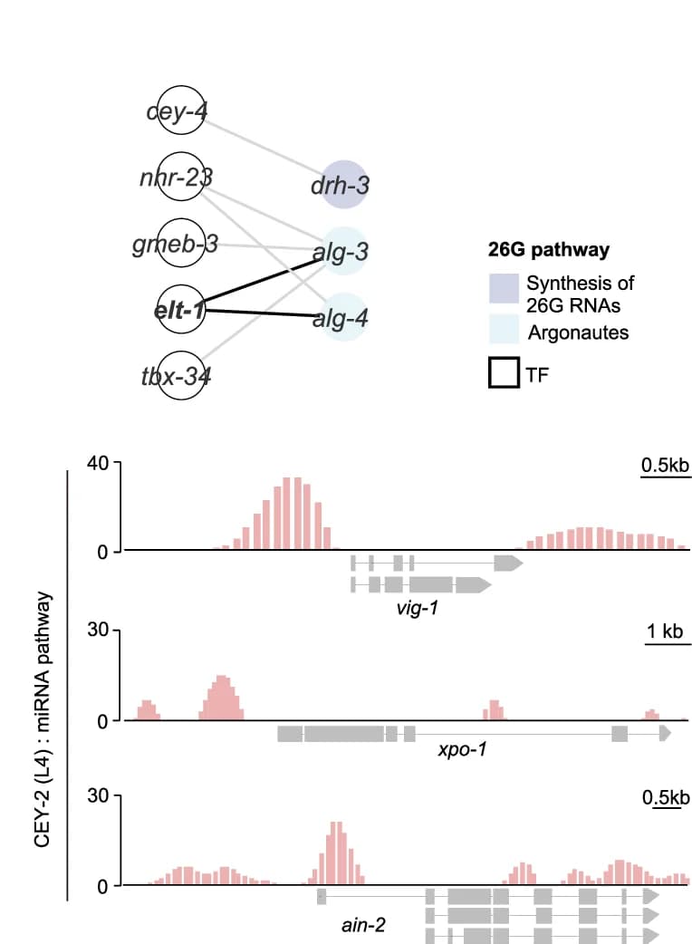 Open access visualization of Pathway, Histogram, Small RNA Pathways, piRNA Pathway, 22G Pathway