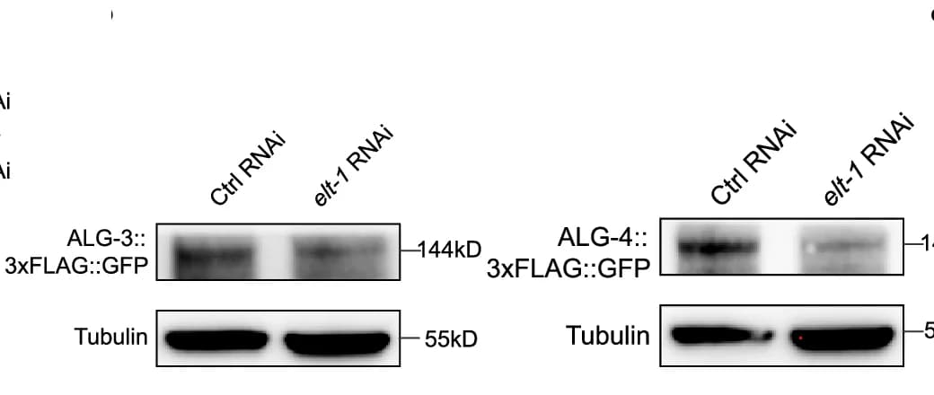 Open access visualization of Gel, ALG-3/4, Western Blot, elt-1, RNAi