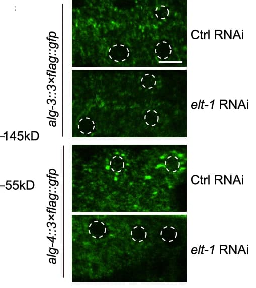Open access visualization of Microscopy, Fluorescent Micrographs, GFP, ALG-3/4, Germ Cells