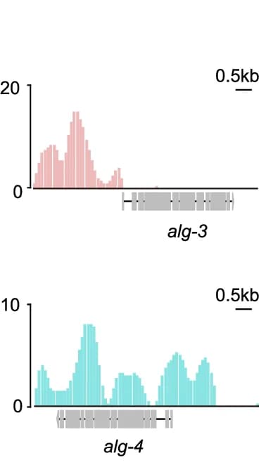 Open access visualization of Histogram, TF ELT-1, Promoters, alg-3/4, Transcription Factor