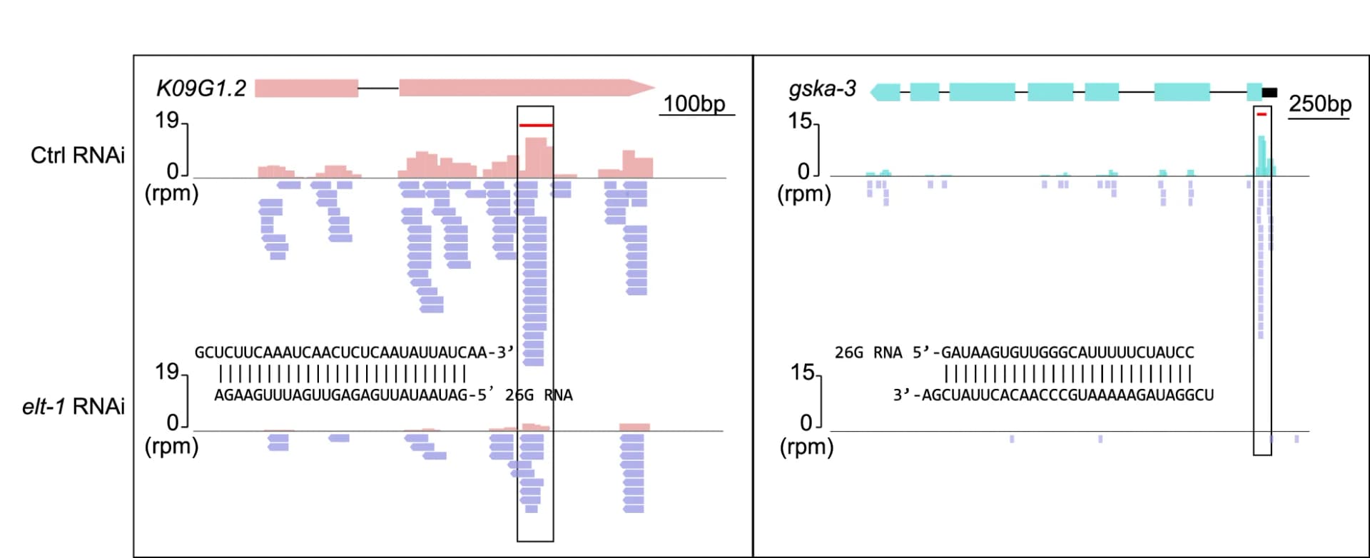 Open access visualization of Bar Plot, 26G-RNAs, Gene Distribution, K09G1.2, gska-3