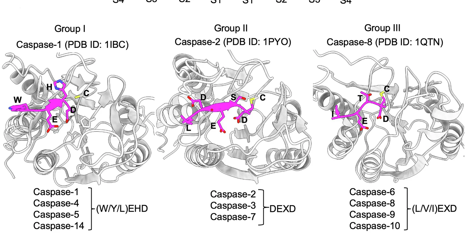 Open access visualization of Protein Structure, Chemical Structure, Substrate Binding, Caspase Active Site, Protein Active Site