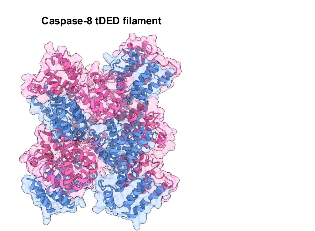 Open access visualization of Protein Structure, Caspase-8, DED, Filament, Monomer