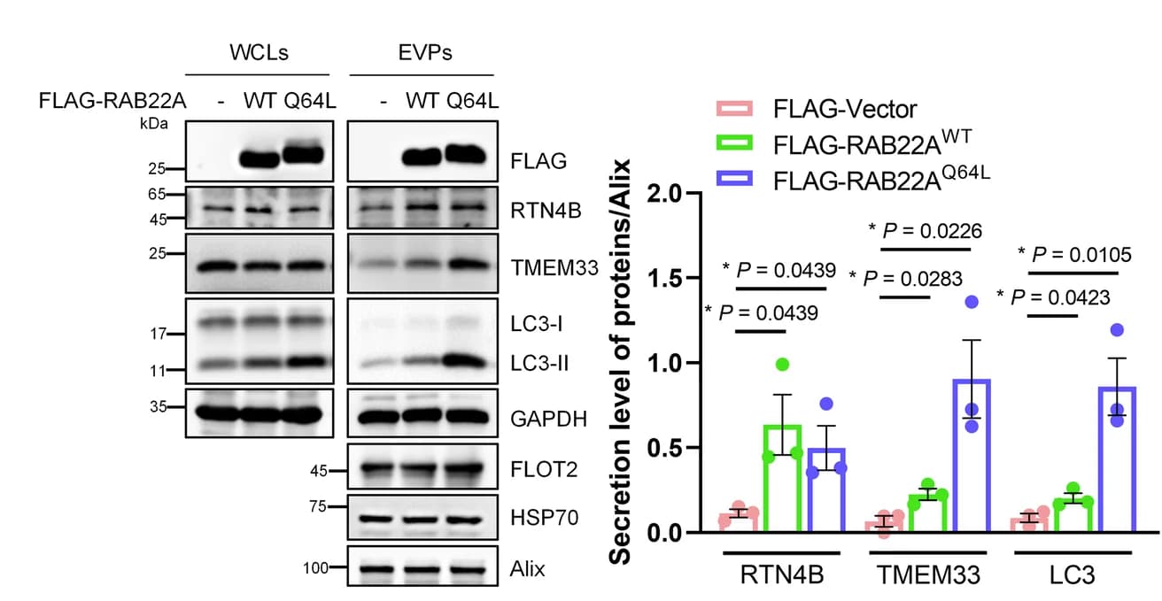 Open access visualization of Bar Plot, Error Bars, Photo, Gel, Extracellular Vesicle Particles