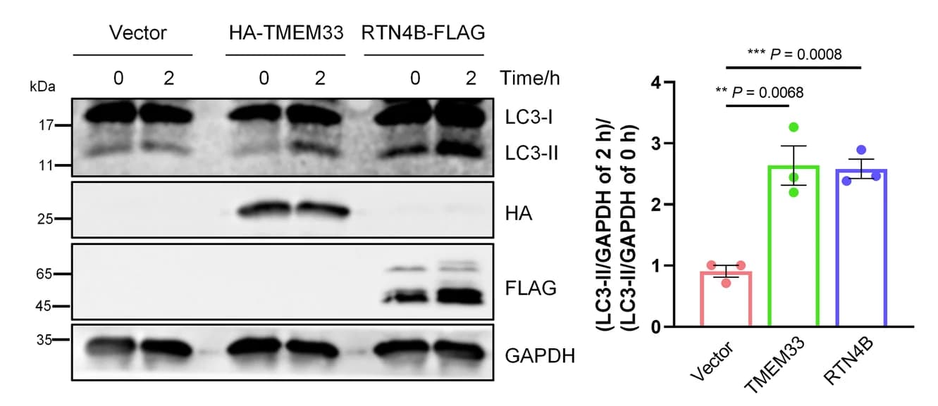 Open access visualization of Bar Plot, Error Bars, Gel, HeLa Cells, Western Blotting