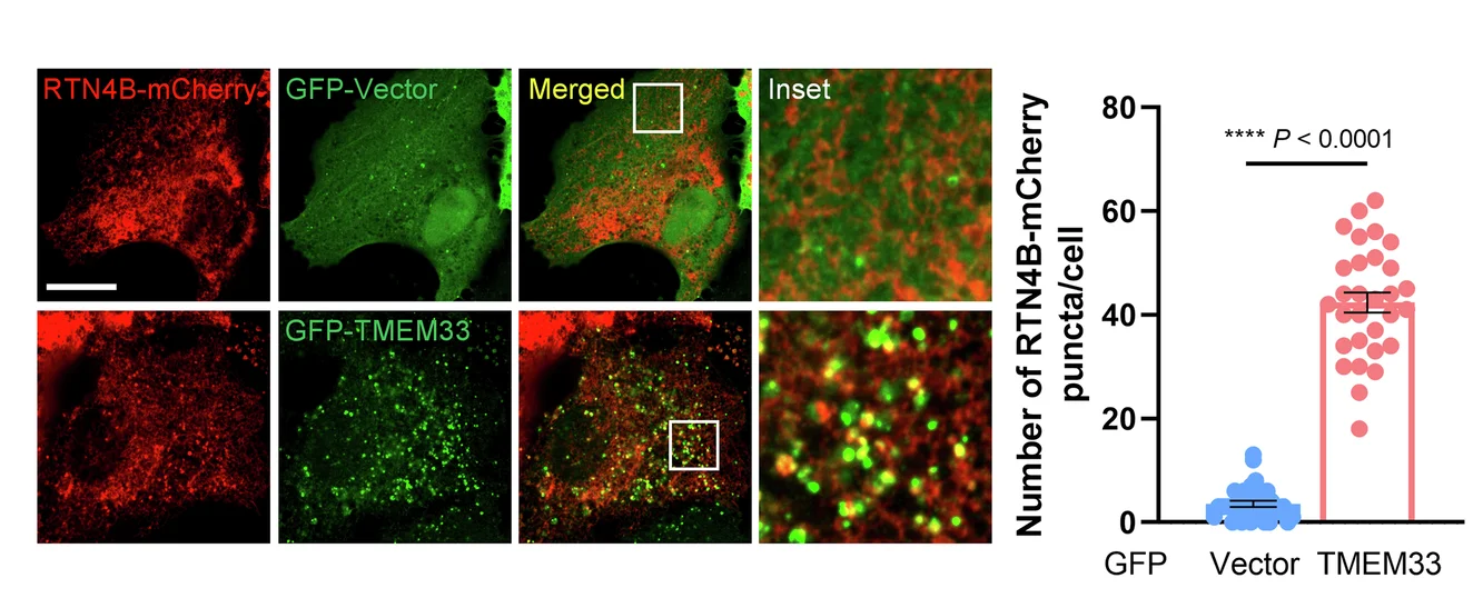 Open access visualization of Microscopy, Scatter Plot, Error Bars, HeLa Cells, RTN4B-mCherry