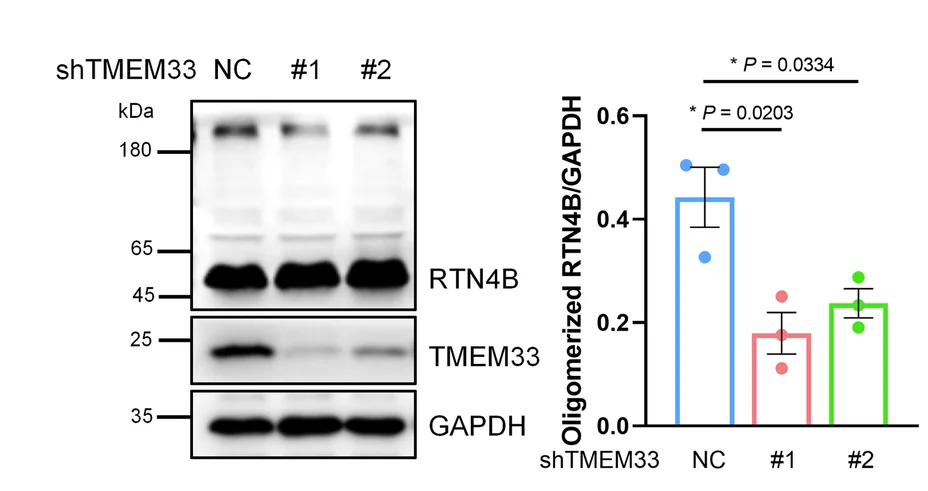 Open access visualization of Bar Plot, Error Bars, Gel, HeLa Cells, TMEM33 Knockdown