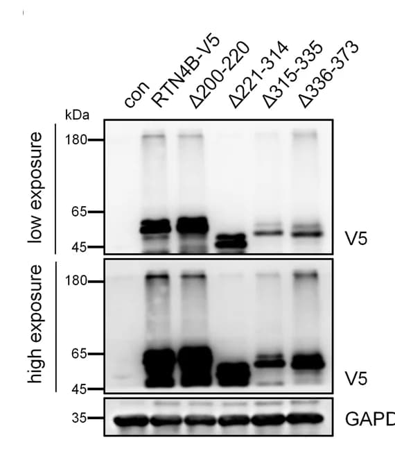 Open access visualization of Gel, HeLa Cells, RTN4B, Truncation Mutants, Oligomerization