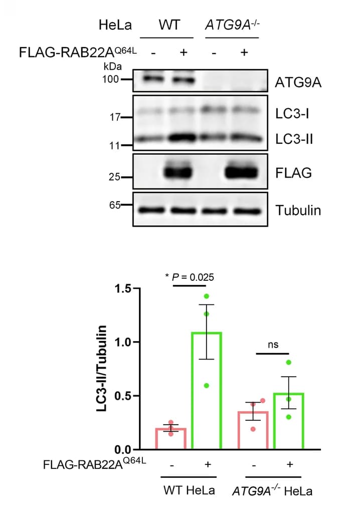 Open access visualization of Bar Plot, Error Bars, Gel, LC3-II, WT