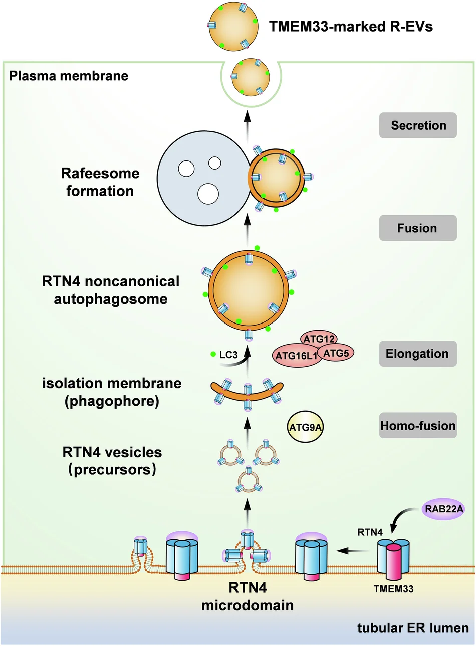Open access visualization of Workflow, Illustration, ER Membrane, RAB22A, TMEM33