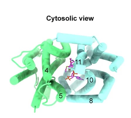 Open access visualization of Protein Structure, Overall Structure, Acetyl-CoA, SLC33A1, Cytoplasm Facing Conformation
