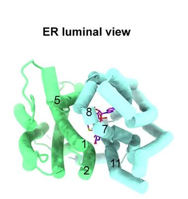 Open access visualization of Protein Structure, Overall Structure, Acetyl-CoA, SLC33A1, Cytoplasm Facing Conformation