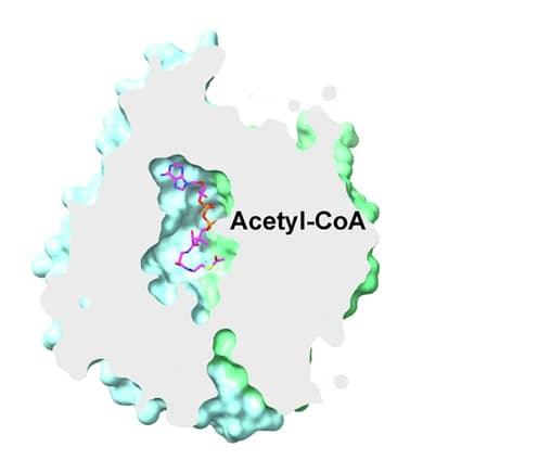 Open access visualization of Protein Structure, Chemical Structure, Surface Representation, Acetyl-CoA Binding Site, SLC33A1