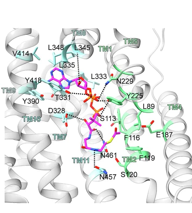 Open access visualization of Protein Structure, Chemical Structure, Interaction, SLC33A1, Acetyl-CoA
