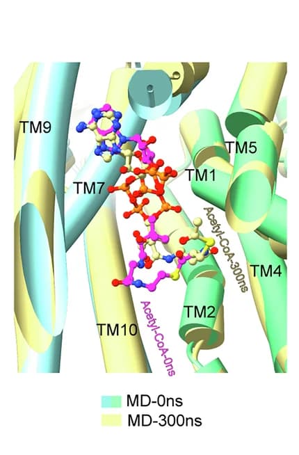 Open access visualization of Protein Structure, Chemical Structure, Overlay Comparison, Acetyl-CoA, Structural Model