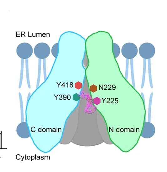 Open access visualization of Illustration, Schematic Illustration, Acetyl-CoA, Recognition Mechanism, SLC33A1