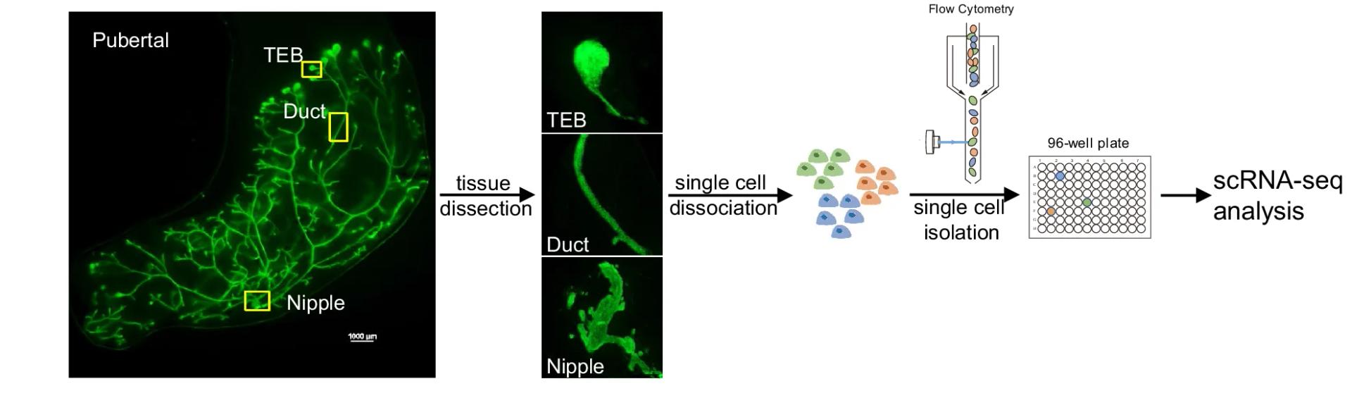 Open access visualization of Microscopy, Workflow, scRNA-Seq, Mammary Tissue, TEBs